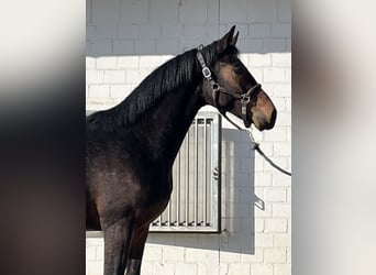 Oldenburger, Hengst, 2 Jaar, 163 cm, Donkerbruin