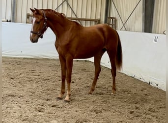 Oldenburger, Hengst, 2 Jaar, 163 cm, Vos