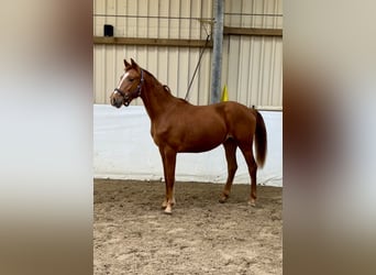 Oldenburger, Hengst, 2 Jaar, 163 cm, Vos
