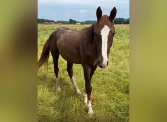 Oldenburger, Hengst, 2 Jaar, 163 cm, Vos