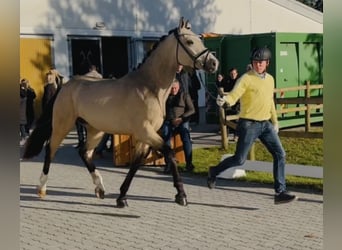 Oldenburger, Hengst, 2 Jaar, 165 cm, Buckskin