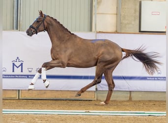 Oldenburger, Hengst, 2 Jaar, 165 cm, Donkere-vos