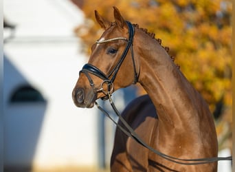 Oldenburger, Hengst, 2 Jaar, 165 cm, Donkere-vos