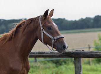 Oldenburger, Hengst, 2 Jaar, 165 cm, Vos