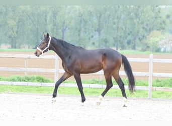 Oldenburger, Hengst, 2 Jaar, 166 cm, Bruin