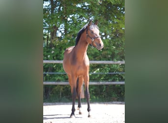 Oldenburger, Hengst, 2 Jaar, 167 cm, Bruin