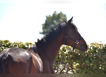 Oldenburger, Hengst, 2 Jaar, 167 cm, Bruin