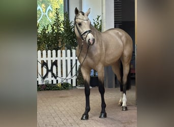 Oldenburger, Hengst, 2 Jaar, 167 cm, Buckskin
