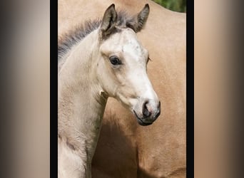 Oldenburger, Hengst, 2 Jaar, 167 cm, Buckskin