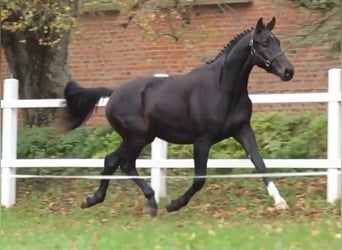 Oldenburger, Hengst, 2 Jaar, 167 cm, Donkerbruin