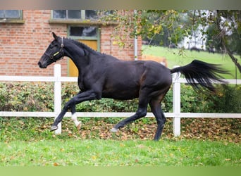 Oldenburger, Hengst, 2 Jaar, 167 cm, Donkerbruin