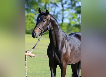 Oldenburger, Hengst, 2 Jaar, 167 cm, Roodbruin