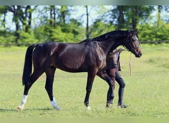 Oldenburger, Hengst, 2 Jaar, 167 cm, Roodbruin