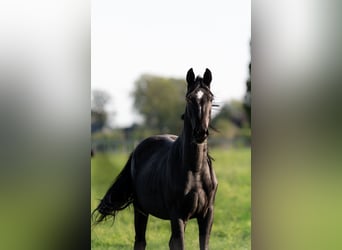 Oldenburger, Hengst, 2 Jaar, 167 cm, Zwart
