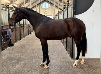 Oldenburger, Hengst, 2 Jaar, 168 cm, Donkerbruin