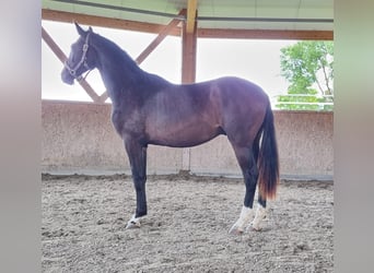 Oldenburger, Hengst, 2 Jaar, 169 cm, Donkerbruin