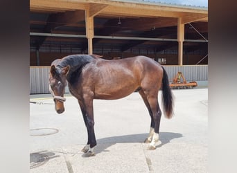 Oldenburger, Hengst, 2 Jaar, 169 cm, Donkerbruin