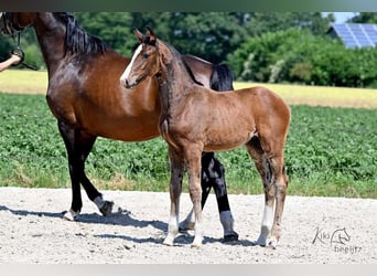 Oldenburger, Hengst, 2 Jaar, 170 cm, Donkerbruin