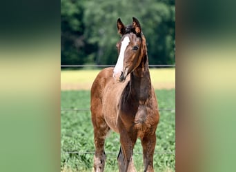Oldenburger, Hengst, 2 Jaar, 170 cm, Donkerbruin