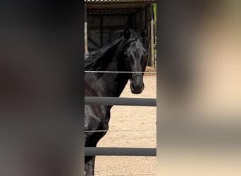 Oldenburger, Hengst, 2 Jaar, 170 cm, Zwartbruin