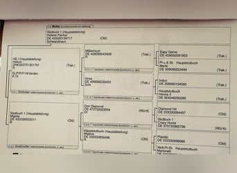 Oldenburger, Hengst, 2 Jaar, 170 cm, Zwartbruin