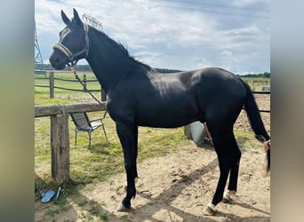 Oldenburger, Hengst, 2 Jaar, 170 cm, Zwartbruin