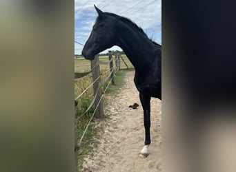 Oldenburger, Hengst, 2 Jaar, 170 cm, Zwartbruin