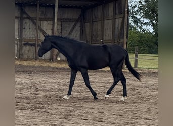 Oldenburger, Hengst, 2 Jaar, 170 cm, Zwartbruin