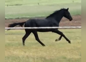 Oldenburger, Hengst, 2 Jaar, 170 cm, Zwartbruin