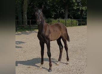 Oldenburger, Hengst, 2 Jaar, 170 cm, Zwartbruin