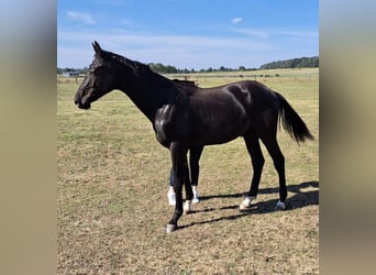 Oldenburger, Hengst, 2 Jaar, 170 cm, Zwartbruin