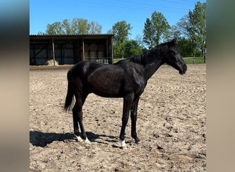 Oldenburger, Hengst, 2 Jaar, 170 cm, Zwartbruin