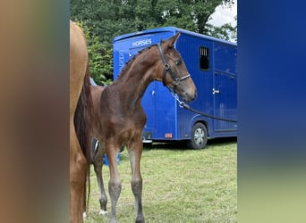 Oldenburger, Hengst, 2 Jaar, 172 cm, Donkerbruin