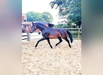 Oldenburger, Hengst, 2 Jaar, 172 cm, Donkerbruin