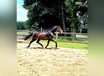 Oldenburger, Hengst, 2 Jaar, 172 cm, Donkerbruin