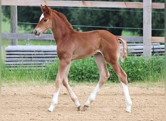Oldenburger, Hengst, 2 Jaar, 172 cm, Vos