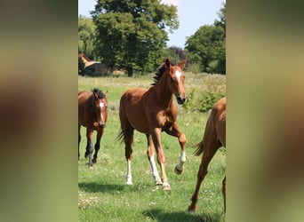 Oldenburger, Hengst, 2 Jaar, 172 cm, Vos