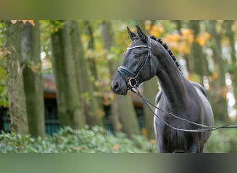 Oldenburger, Hengst, 2 Jaar, 172 cm, Zwartbruin