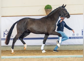 Oldenburger, Hengst, 2 Jaar, 173 cm, Donkerbruin