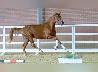 Oldenburger, Hengst, 2 Jaar, 176 cm, Vos