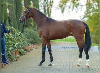 Oldenburger, Hengst, 2 Jaar, Bruin