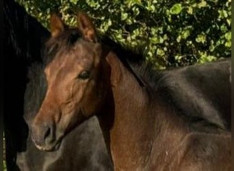 Oldenburger, Hengst, 2 Jaar, Donkerbruin