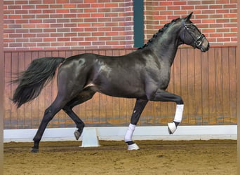 Oldenburger, Hengst, 2 Jaar, Donkerbruin