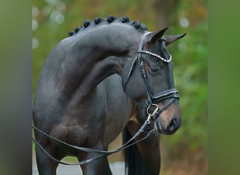 Oldenburger, Hengst, 2 Jaar, Donkerbruin