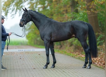 Oldenburger, Hengst, 2 Jaar, Donkerbruin