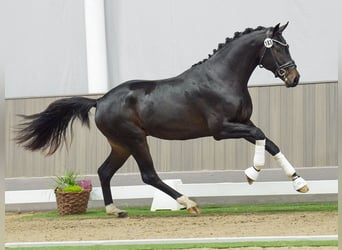 Oldenburger, Hengst, 2 Jaar, Donkerbruin