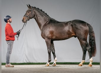 Oldenburger, Hengst, 2 Jaar, Donkerbruin