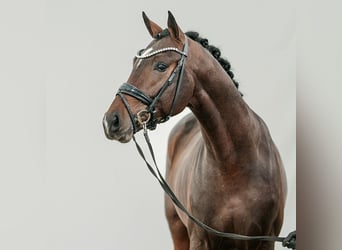 Oldenburger, Hengst, 2 Jaar, Donkerbruin