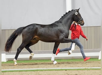 Oldenburger, Hengst, 2 Jaar, Donkerbruin