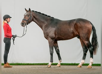 Oldenburger, Hengst, 2 Jaar, Donkerbruin